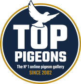 Top Pigeons Logo